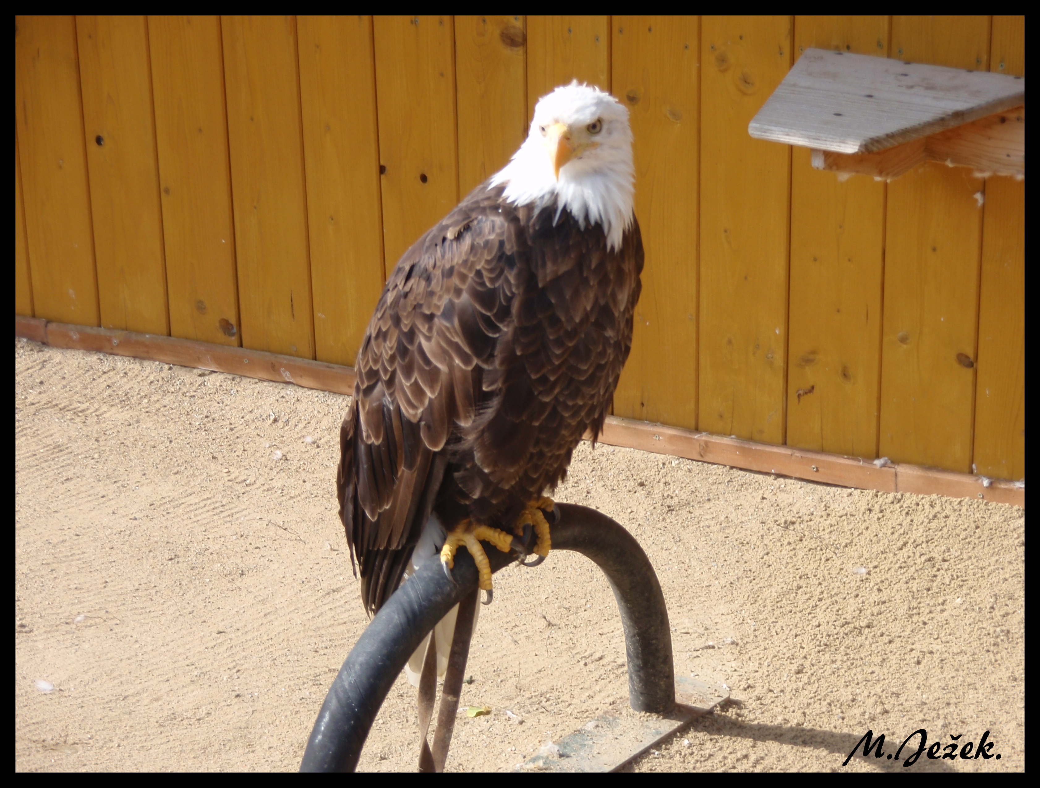 zoo-jihlava-zari-2009-charita--11-