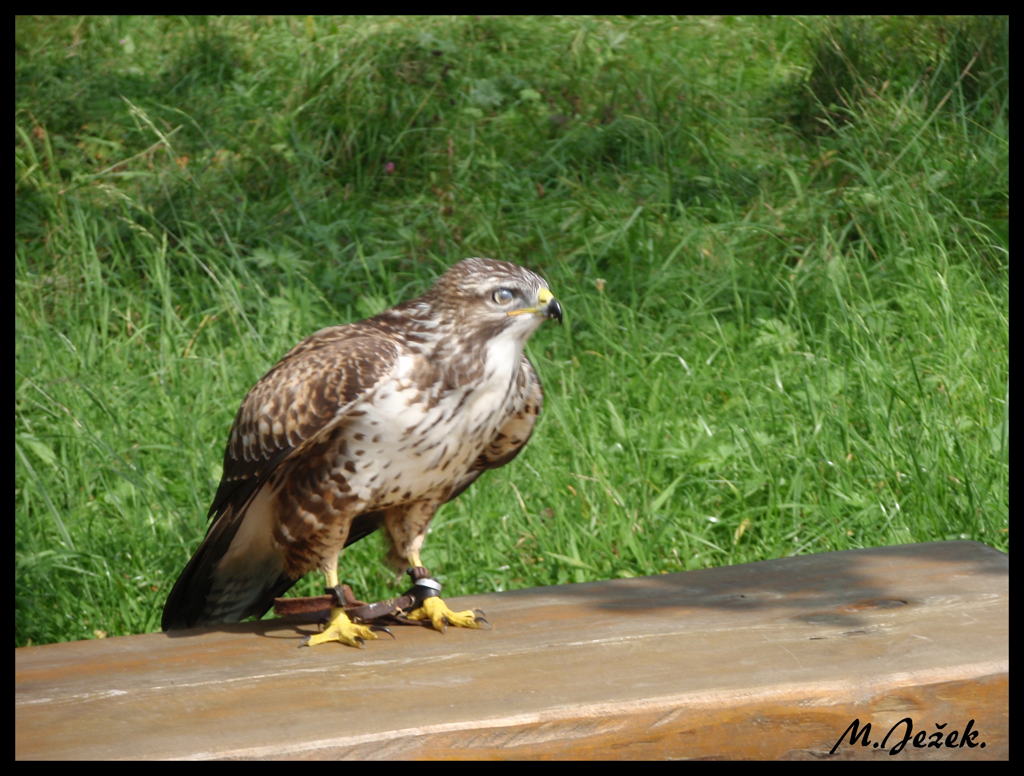 zoo-jihlava-zari-2009-charita--22-