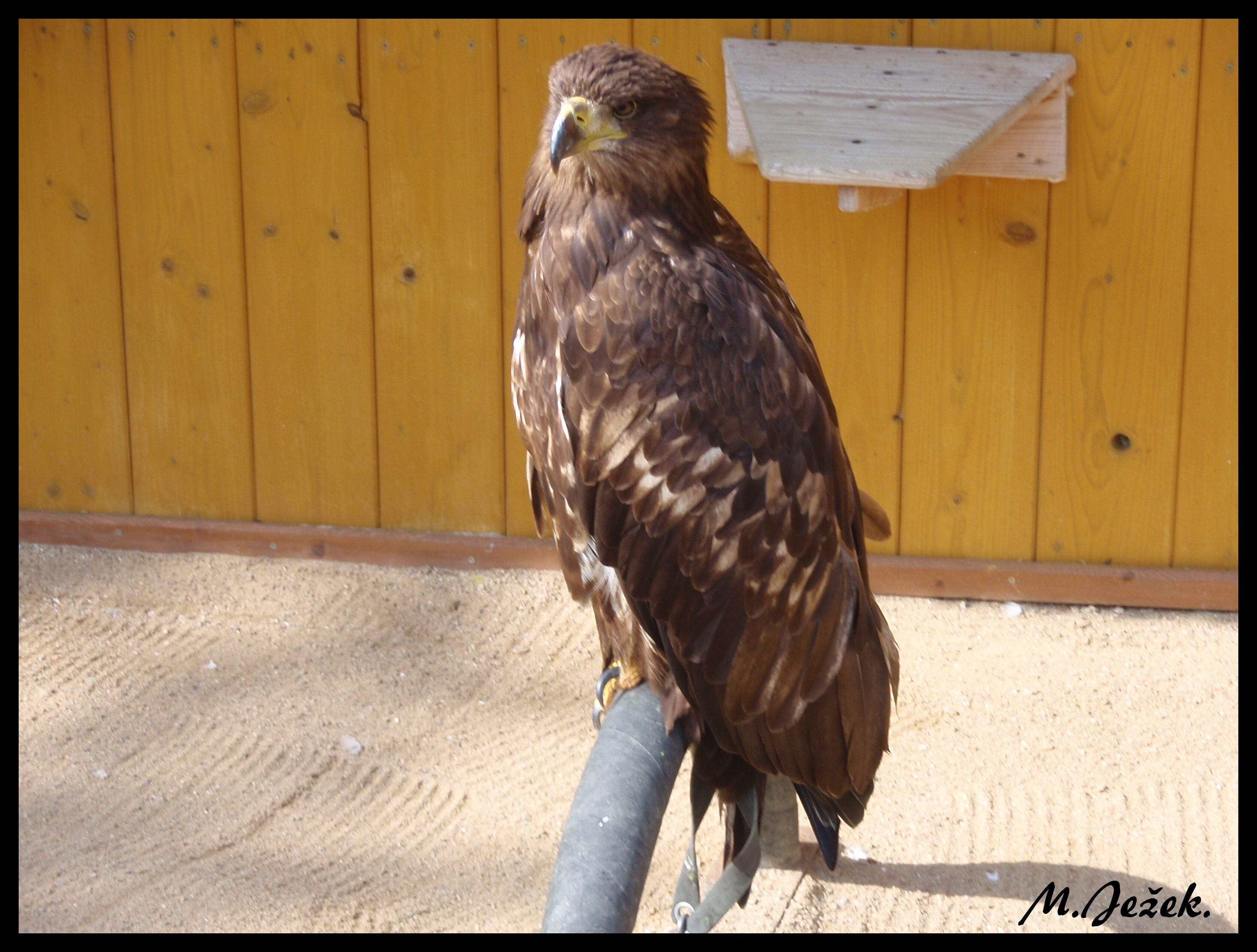 zoo-jihlava-zari-2009-charita--12-