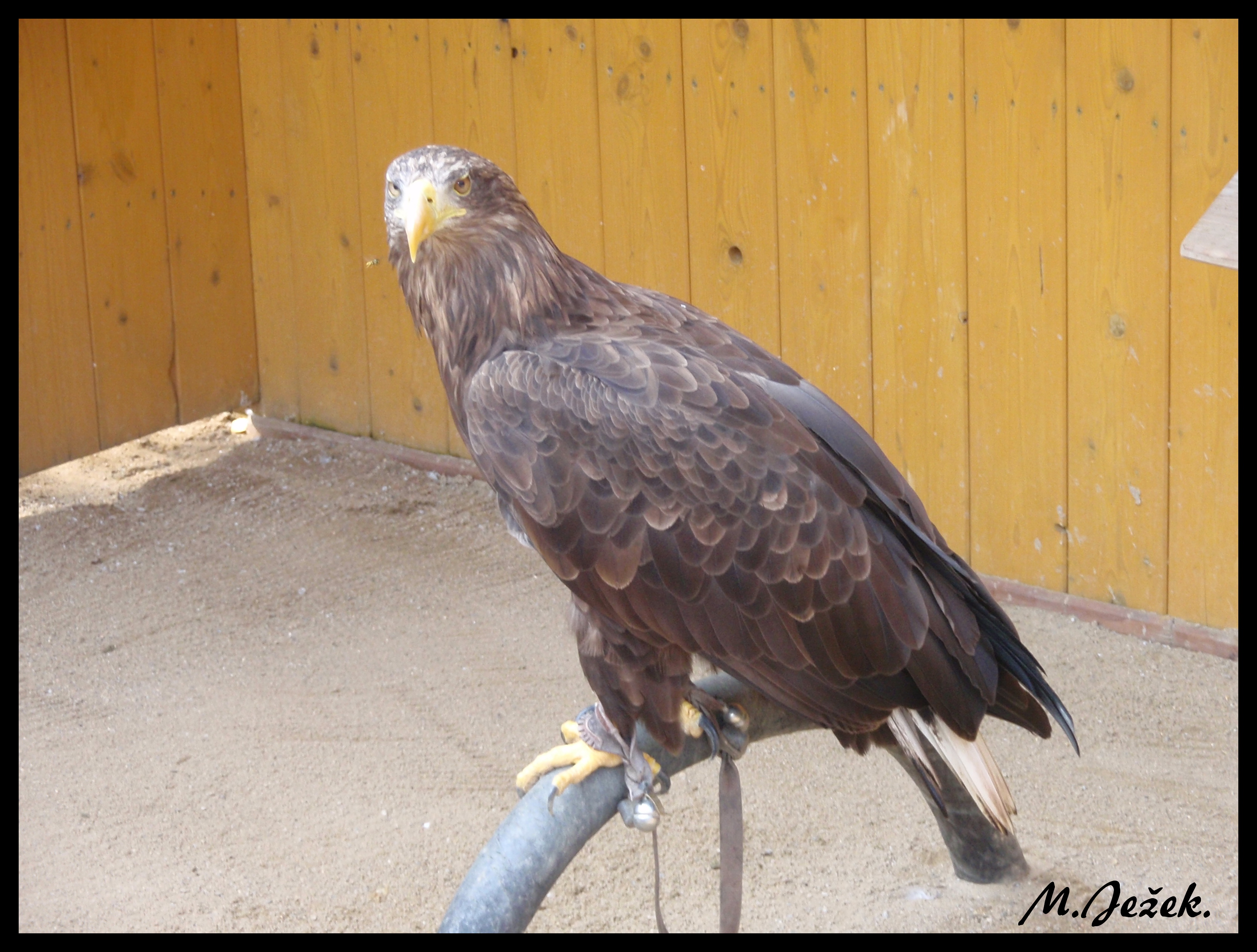 zoo-jihlava-zari-2009-charita--13-