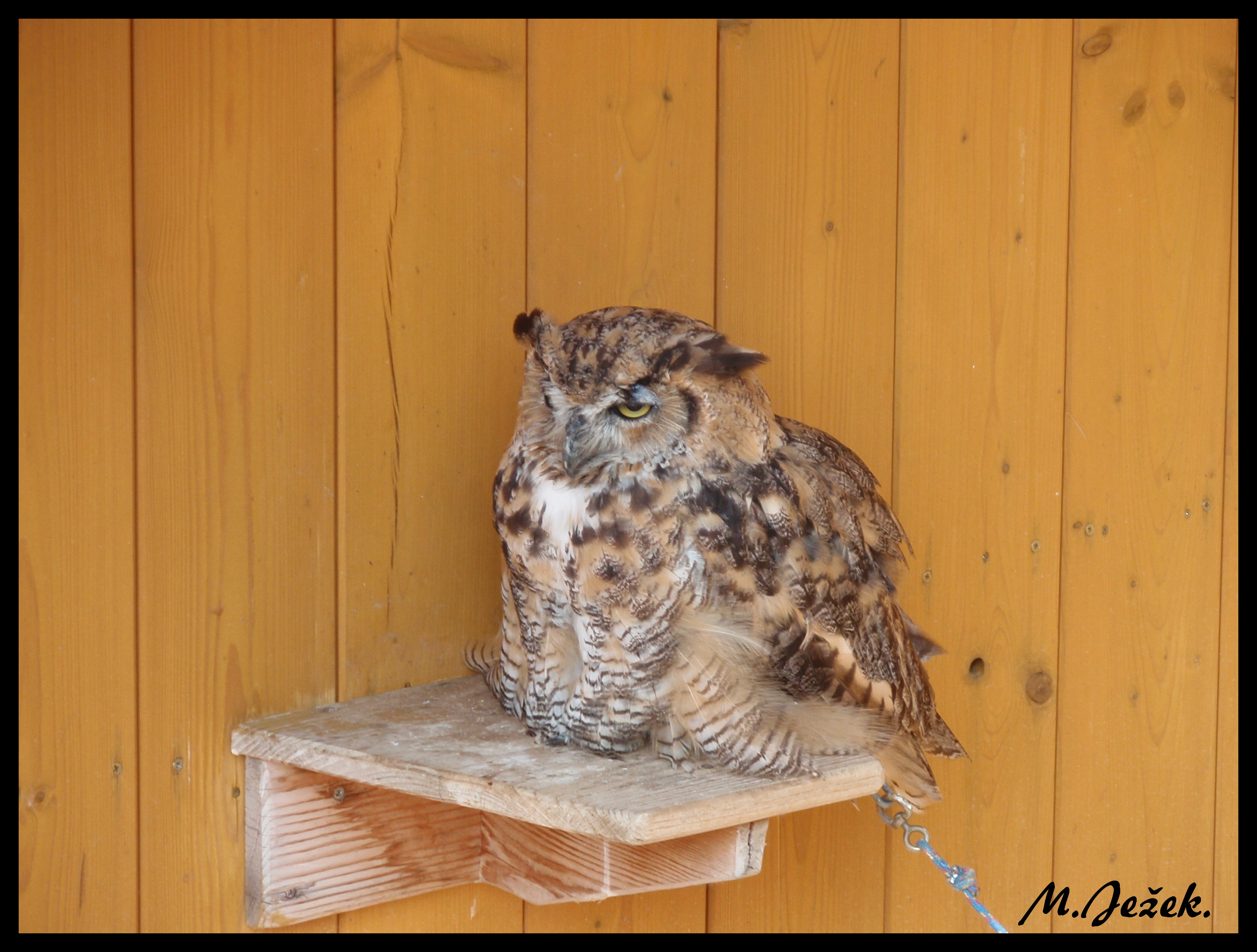 zoo-jihlava-zari-2009-charita--14-