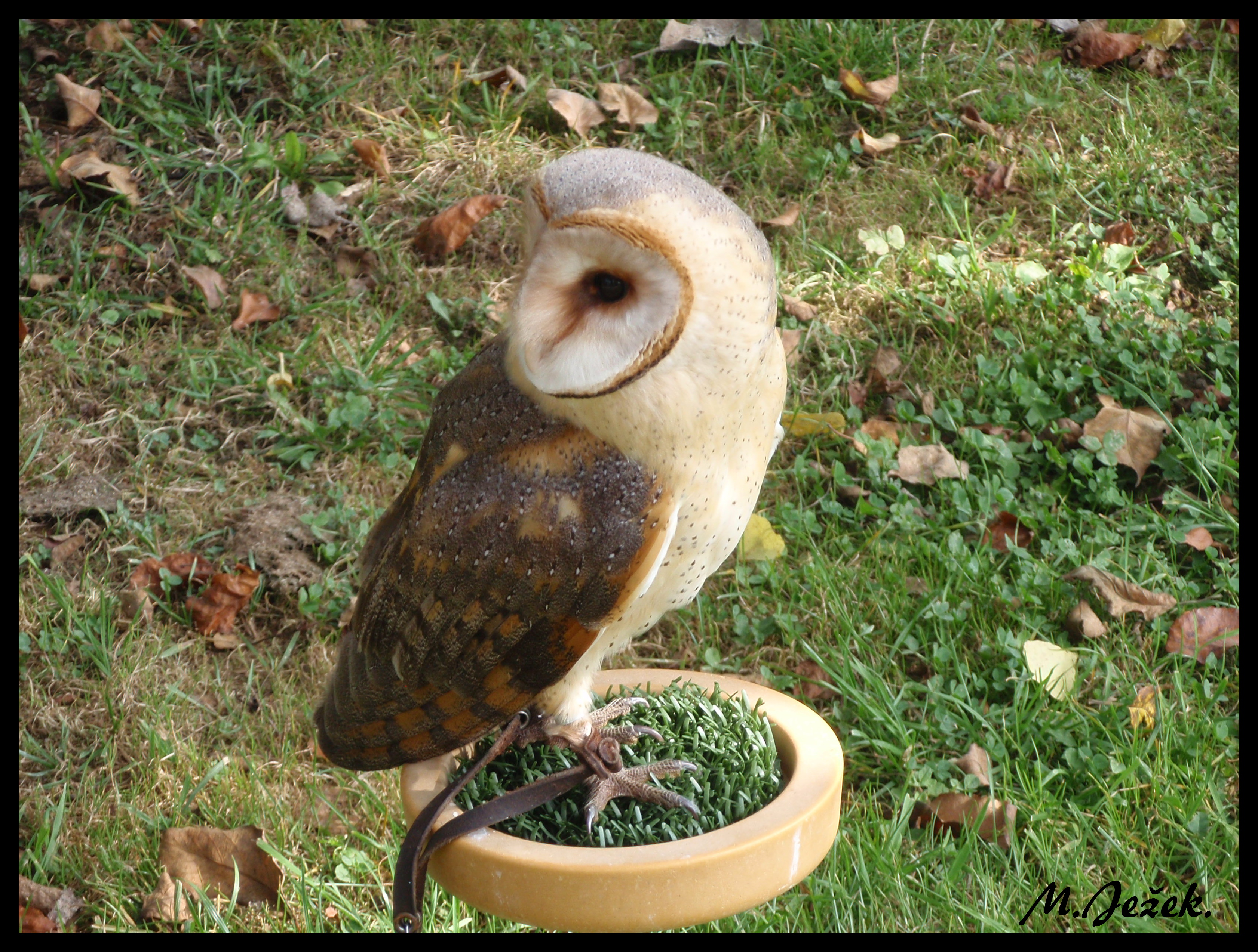 zoo-jihlava-zari-2009-charita--15-