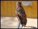 zoo-jihlava-zari-2009-charita--12-