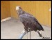zoo-jihlava-zari-2009-charita--13-