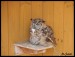 zoo-jihlava-zari-2009-charita--14-